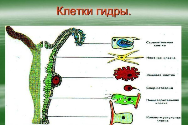 Пользователь не найден кракен что делать